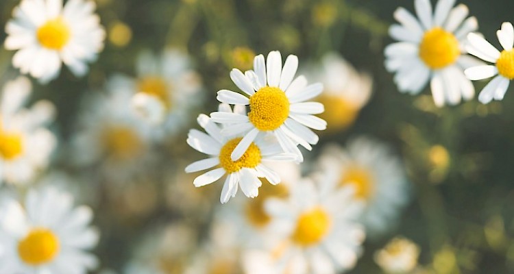 Macrobiotics and Health Coaching